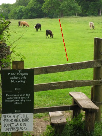 The path leading over Greywell Hill crosses a field with cows as it approaches the hilltop 09.jpg