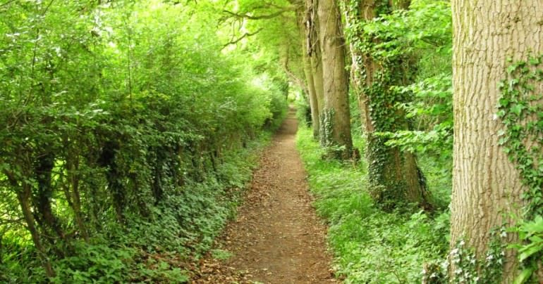 This delightful avenue of trees means this is the right track! 15.jpg
