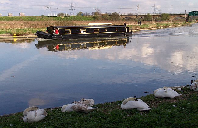 Swans at rest as a wide beam passes Walthamstow Marshes DSC03850.jpg