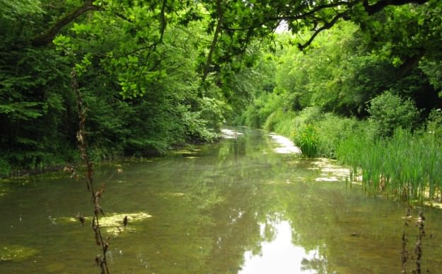 A view looking along the Basingstoke Canal from the Brickworks Arm footbridge IMG_3799.jpg