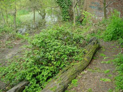 Canal now nature reserve at Dacres Wood