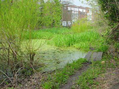 Canal nature reserve at Dacres Wood by Catling Close