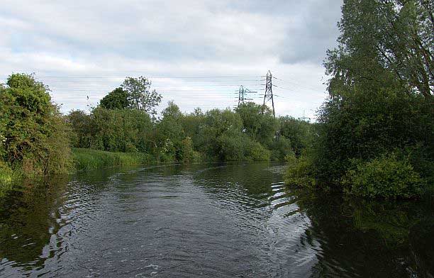 And more of those invaders! fielde02.jpg