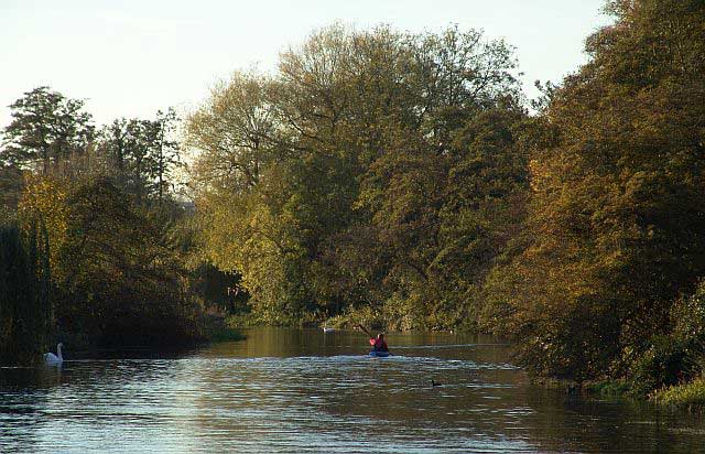 The River Lea just before it splits off from the Lee Navigation for the final time hert01.jpg