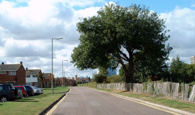 The one tree along Eastrop Way that must have existed when the Basingstoke Canal's route was still clearly extant in the 1960's ls90.jpg