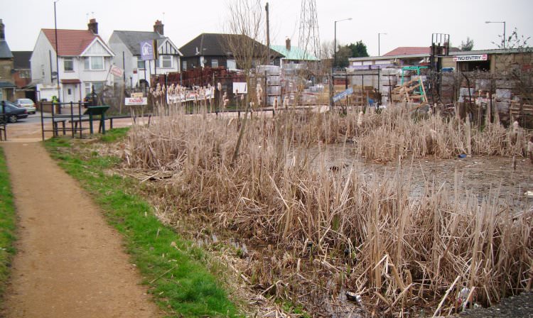 The very end of the canal looking dirty and full of reeds.